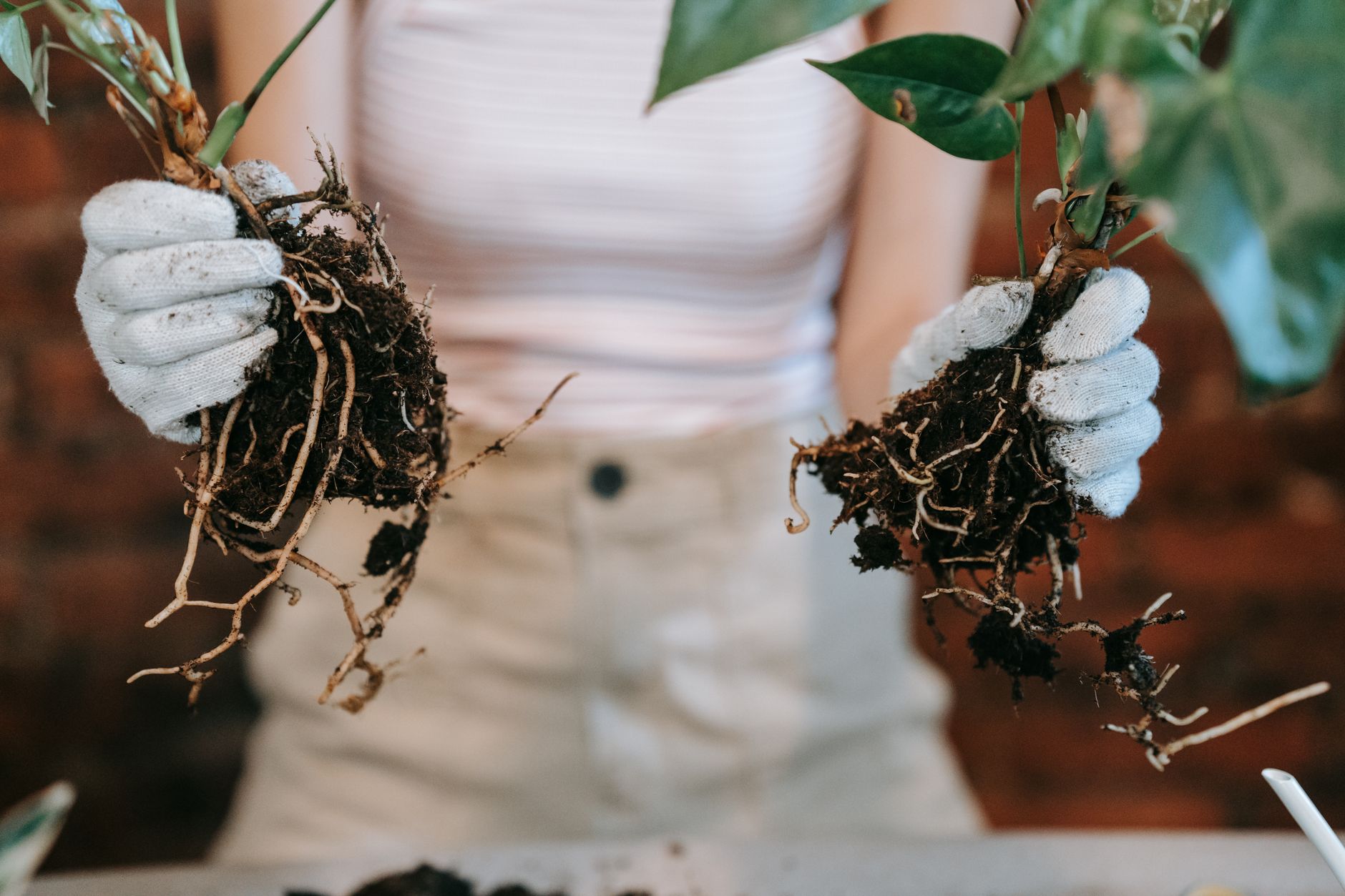 shapeshifting plant roots